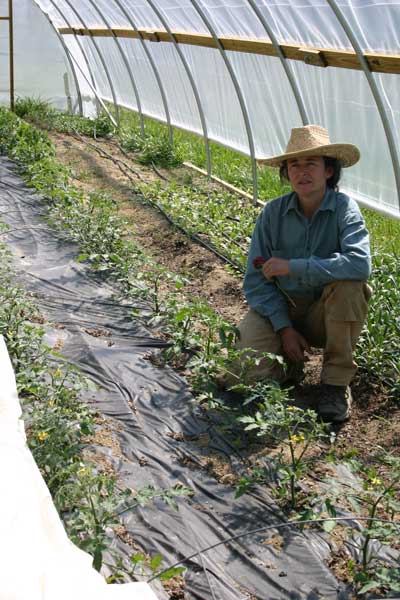 Leah with tomato crop in tunnel