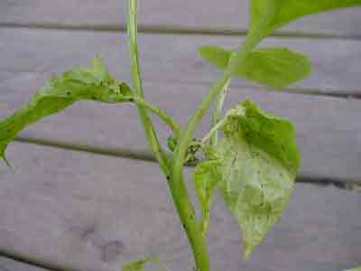 pepper transplant problem 2006 updated january last leaves growingsmallfarms
