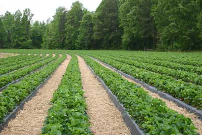 mulched strawberry field