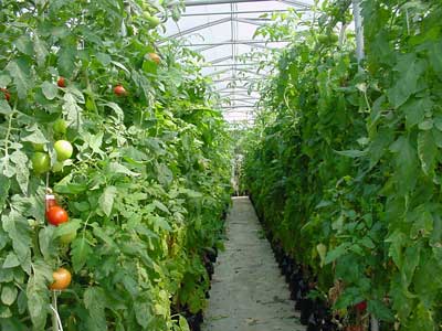 Hydroponic tomato production, harvested April-July.