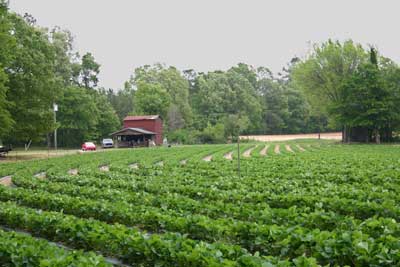 on-farm stand