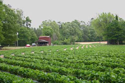 on-farm stand at Lee farms in Moncure