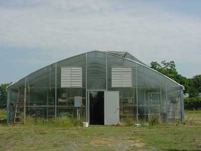 The greenhouse where tomatoes are grown.