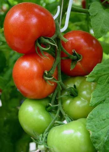 tomato cluster