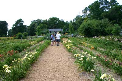 people in the garden