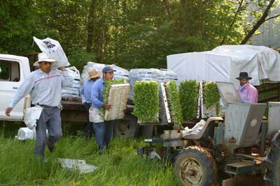 The crew loads the tractor with fertilizer and flats of plants.