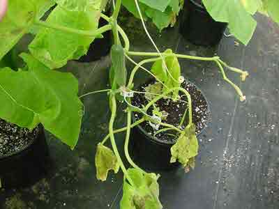 lower leaf symptoms