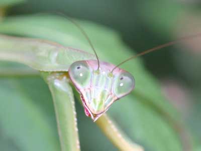 close-up of praying mantis