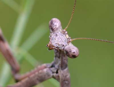 close-up of mantis