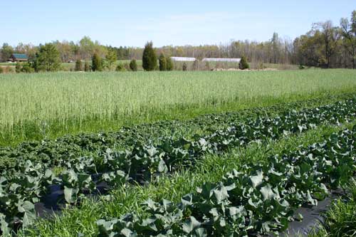 Brassica crops and cover crops