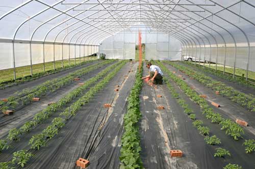 trellising cucumbers in the hoophouse