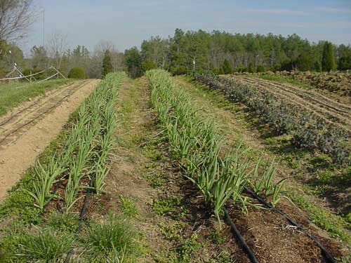 garlic and kale