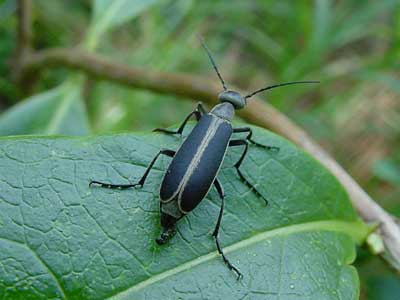 Margined blister beetle