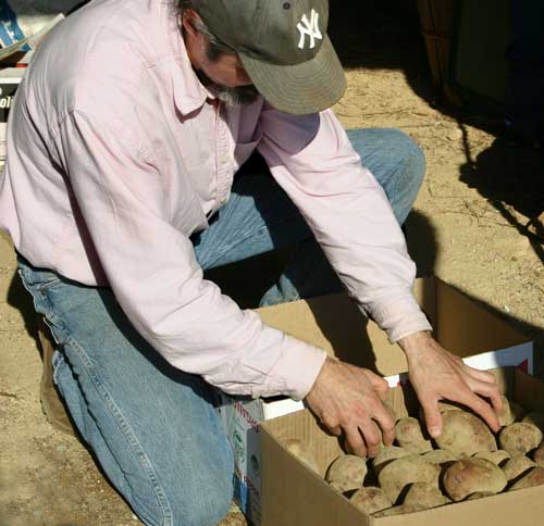 Matt selecting potatoes