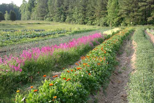 flowers in field