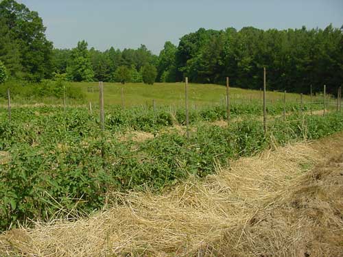 mulched tomatoes