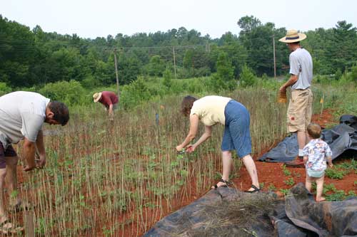 Co-op members harvest mustard pods