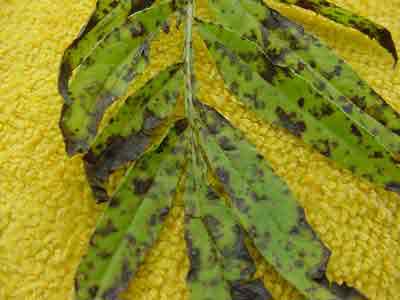 close-up of leaf lesions