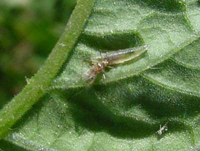 syrphid fly larva consuming an aphid