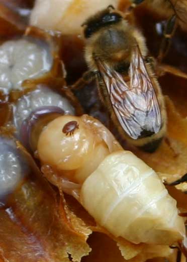 varroa mite on developing honey bee