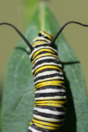 Monarch caterpillar on Asclepias