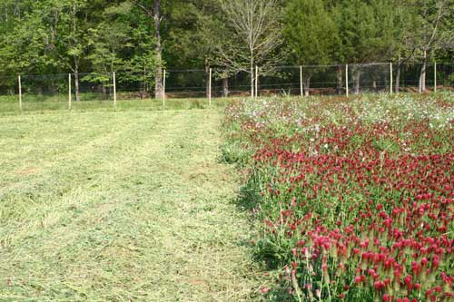 Mowed cover crop