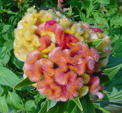 Cockscomb celosia