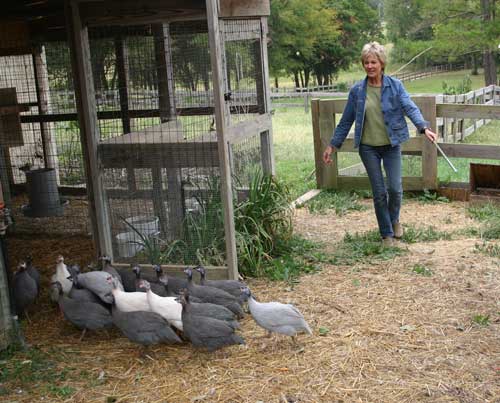 Norma herds the guineas into their shelter