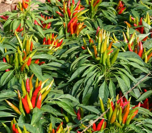 peppers starting to ripen