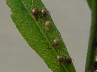 aphids parasitized by the tiny parasitic wasp, Aphidius