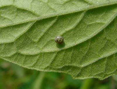 parasitized hornworm egg - note darker color