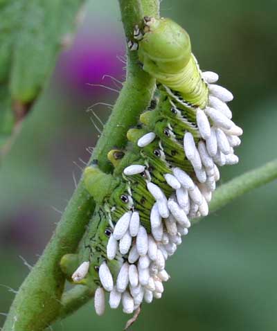 hornworm with parasitic wasp pupae