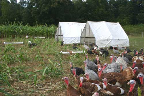 turkeys move towards mowed cover crop