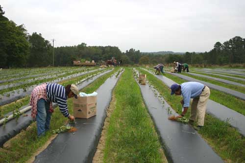 planting strawberries