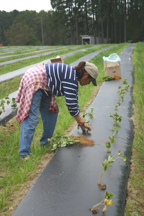 planting strawberry plants