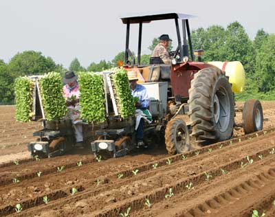 Jimmy drives the tractor and two workers set tobacco plants