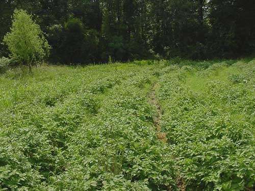 potato field