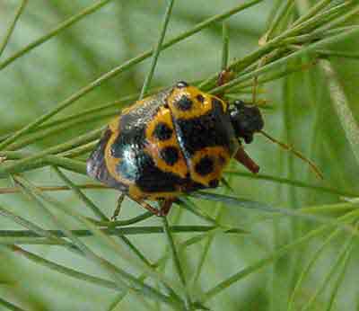 The Stink Bug  Bush Life Outdoor Adventures