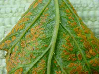 close-up of rust pustules