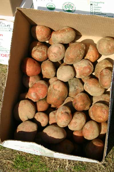 box of seed potatoes