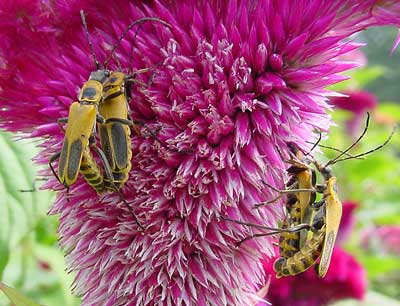 soldier beetles