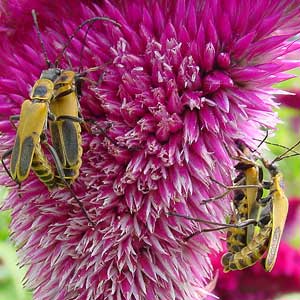 honey bee on millet