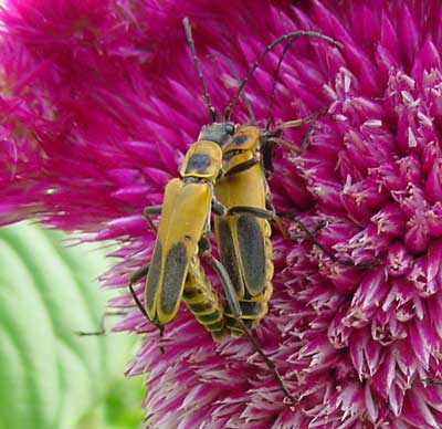 mating soldier beetles on celosia