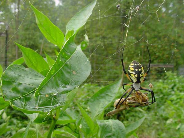 Spider with grasshopper in  its web