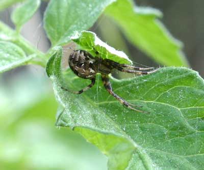 spider on tomato leaf
