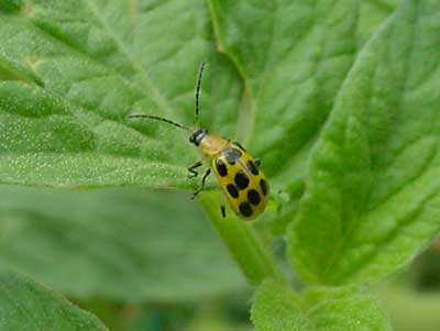 spotted cucumber beetle on tomato