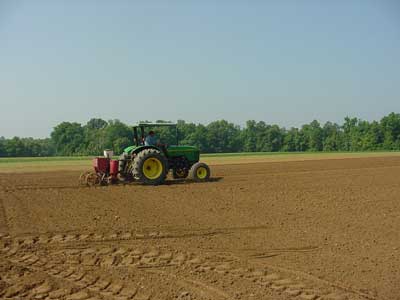 Jimmy spreads fertilizer before planting sweet corn.