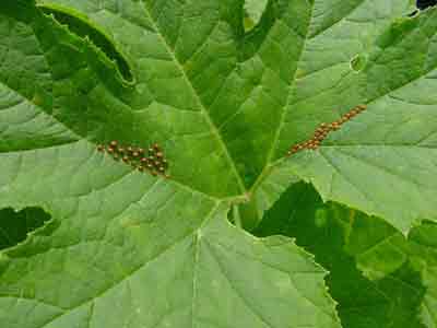 Squash bug eggs on upper leaf surface