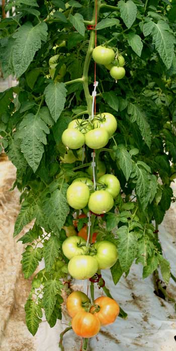 ripening tomato clusters on the vine