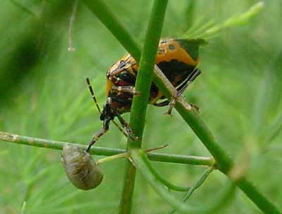 Predatory stink bug feeding on asparagus beetle larva